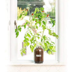 Organic Cherry Tomato Windowsill Planter (Complete Mason Jar Grow Kit) 🍅