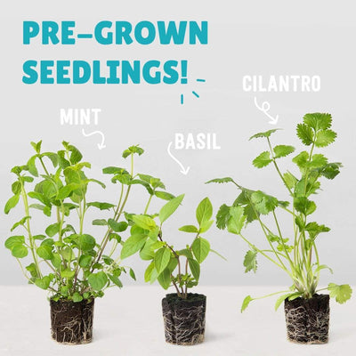 6 Pack of Pre-Grown Basil, Mint, & Cilantro Live Seedlings